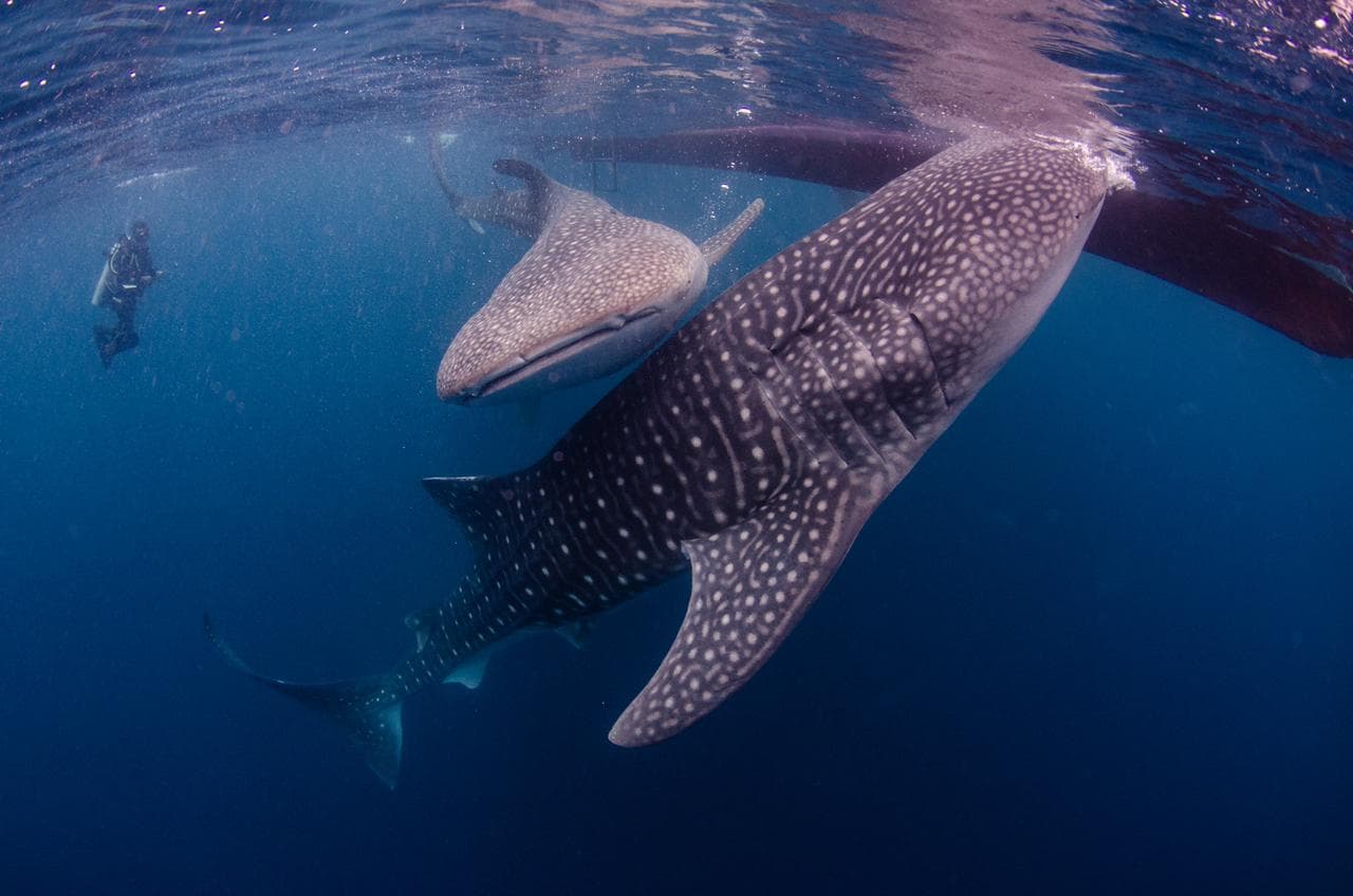 INDONESIA: WhaleSharks and Dragons