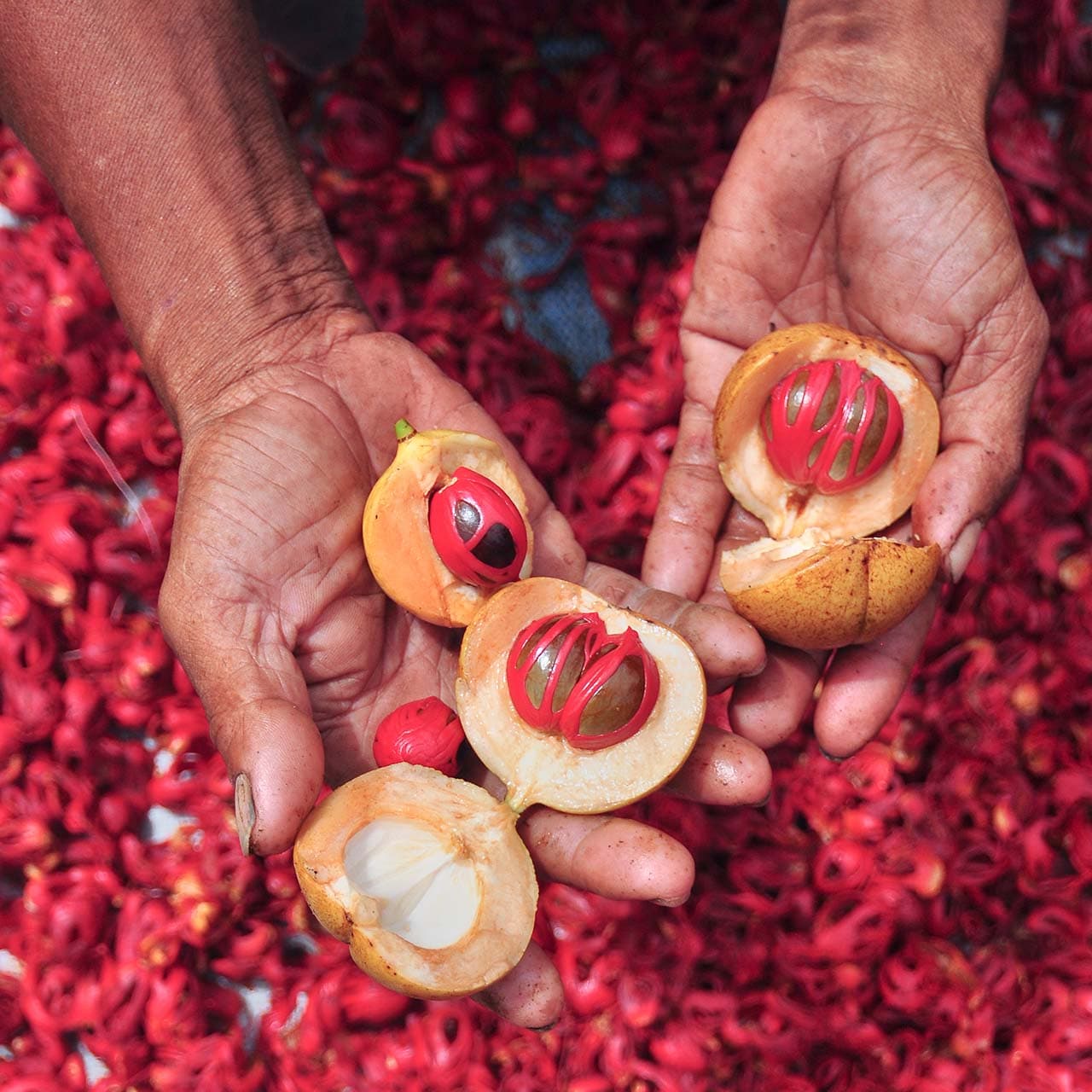 INDONESIA: Spice Islands